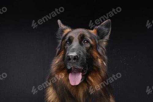 Preview: Beautiful belgian guard dog with dark brown fur