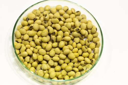 Preview: Soy seeds in a petri dish in the lab