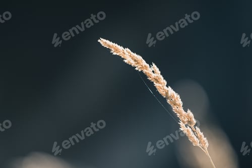 Preview: Blade of Grass at Sunrise