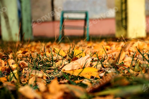 Preview: Fallen yellow leaves on green grass