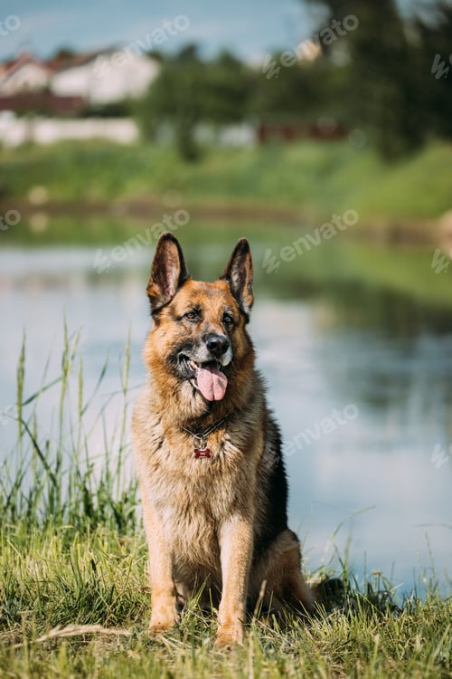 Preview: Alsatian Wolf Dog Sitting Near Lake. Brown German Shepherd Dog Sitting In Green Summer Grass Near