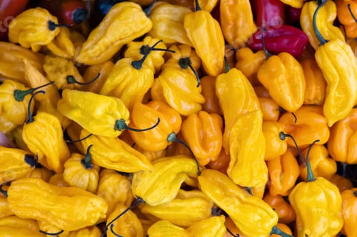 Preview: Yellow Habanero peppers background, pile of ripe hot spicy peppers.