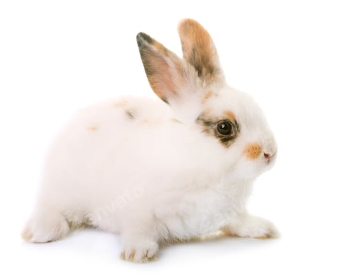 Preview: rabbit in studio