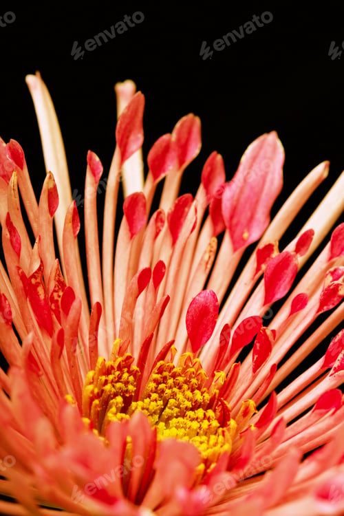 Preview: red flower