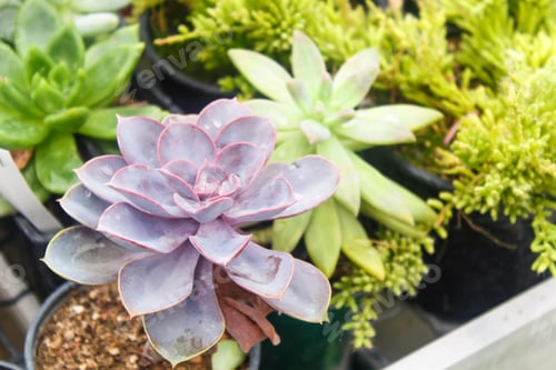 Preview: various types of succulent in flower pots in the greenhouse