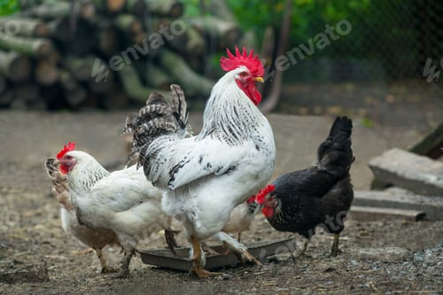 Preview: Chickens on traditional free range poultry farm