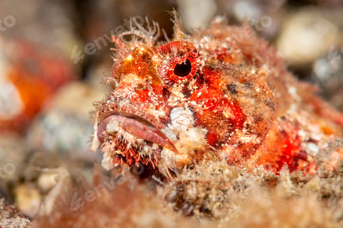 Preview: Close up of tropical fish