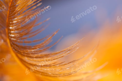 Preview: Feather closeup
(It's nominated already, thank you ✨😘🌸)