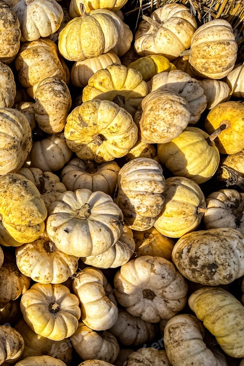 Preview: pumpkin fruit outdoor harvest different types pumpkin varieties food snack copy space food