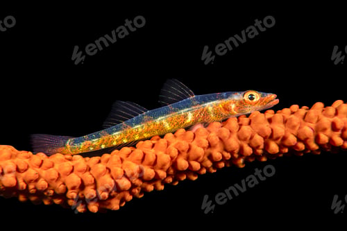 Preview: Whip coral goby