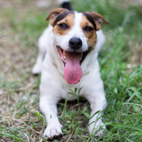 Preview: Jack Russell Terrier sitting in the grass