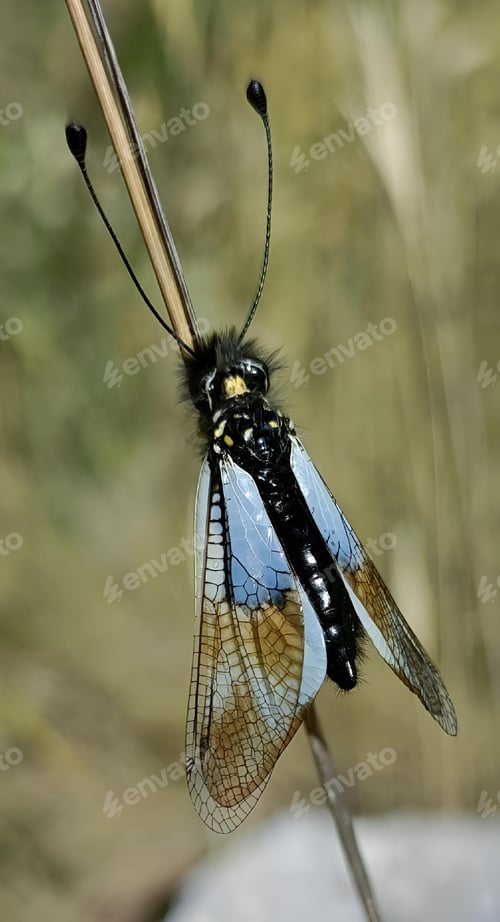 Preview: a butterfly that is hanging upside down on a stick in a field