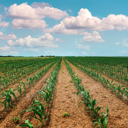 Preview: Corn maize crop sprouts in cultivated agricultural field in diminishing perspective