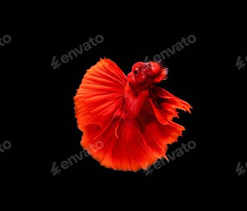 Preview: Betta fish, siamese fighting fish, betta splendens isolated on black background