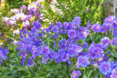 Preview: Meadwo Geranium - Johnson Blue