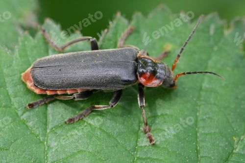 Preview: Closeup on a European Dark Sailor Beetle, Cantharis fusca, on a green leaf