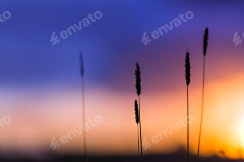 Preview: Grass on the sunset background