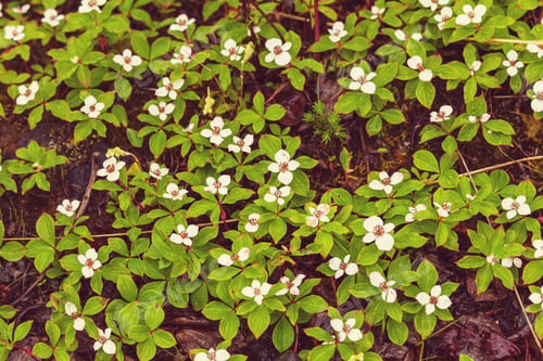 Preview: Flowers