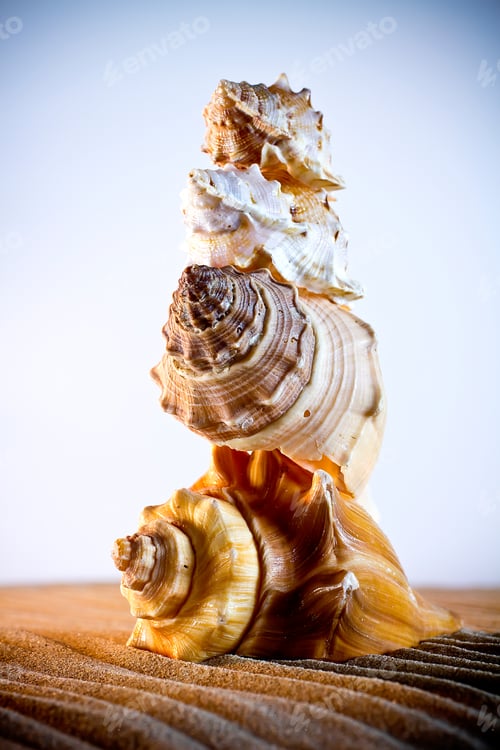 Preview: Sea Shells Seashells, sea shells from beach - panoramic - with large scallop shell.