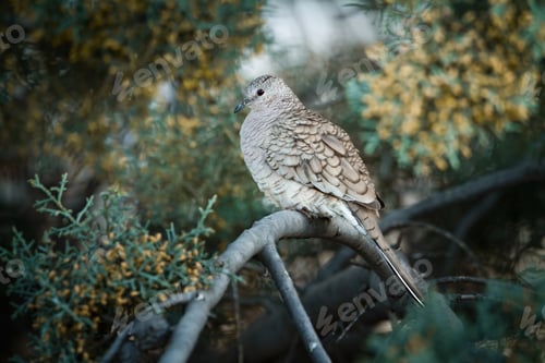 Preview: Inca dove on Leyland Cypress with flowering trees on the background