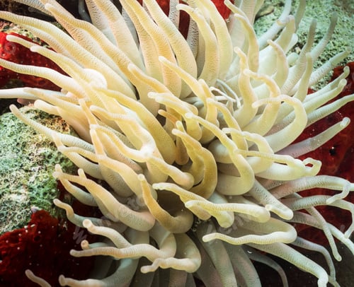 Preview: Shallow underwater seascape, fish underwater photo