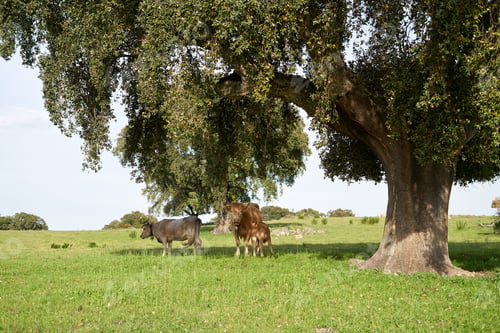 Preview: Cows with green grazing land.