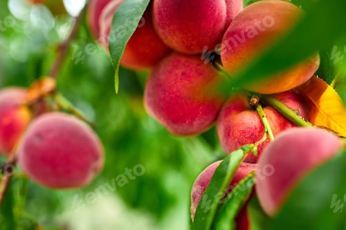 Preview: Sweet peach fruits growing on a peach tree branch