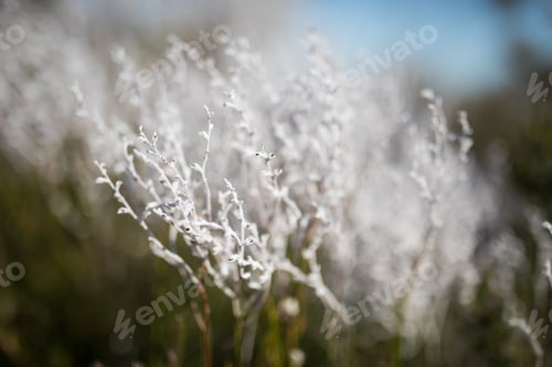 Preview: Native flowers