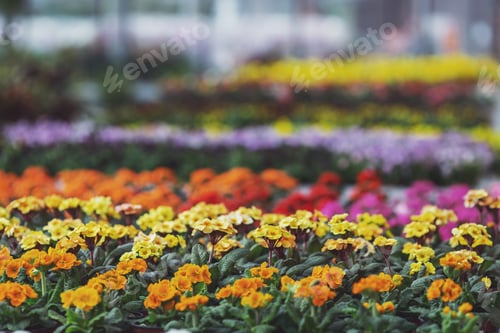 Preview: Different plants in orangery