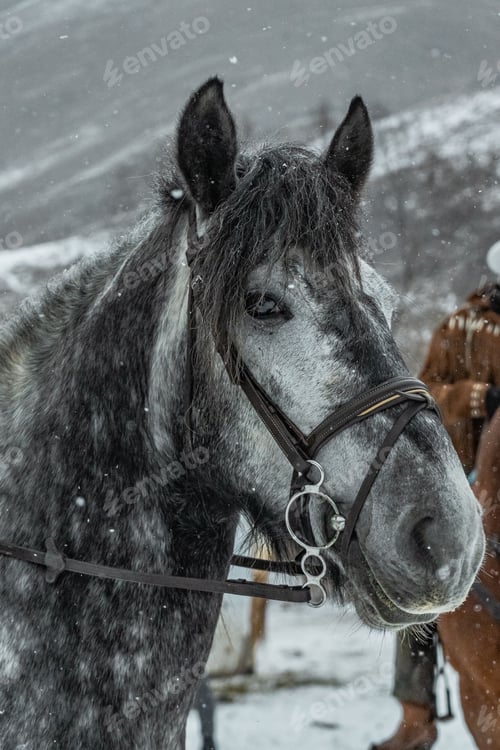Preview: Lithuanian heavy draft horse in a snowy field during the snowfall