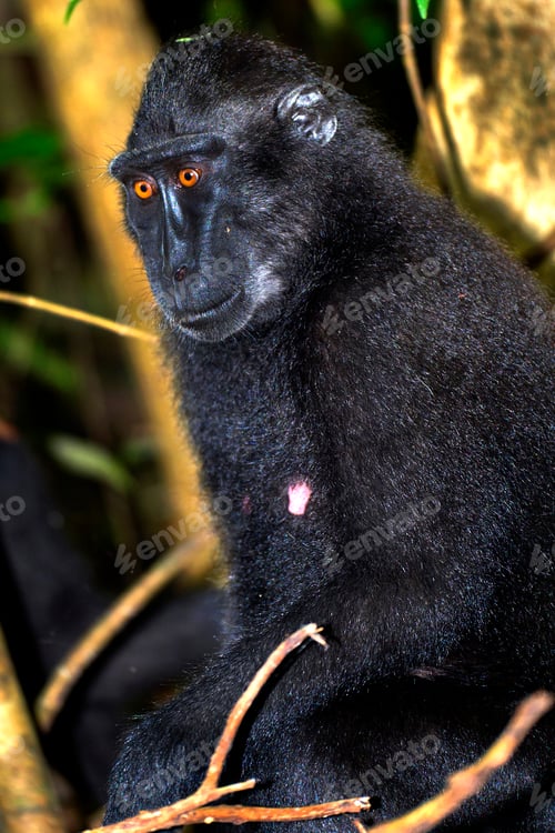 Preview: Celebes Crested Macaque, Tangkoko Nature Reserve, Indonesia