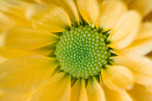 Preview: yellow daisy flower