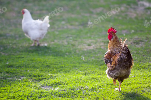Preview: Grown healthy white hen and big brown rooster feeding on fresh first green grass outside in spring