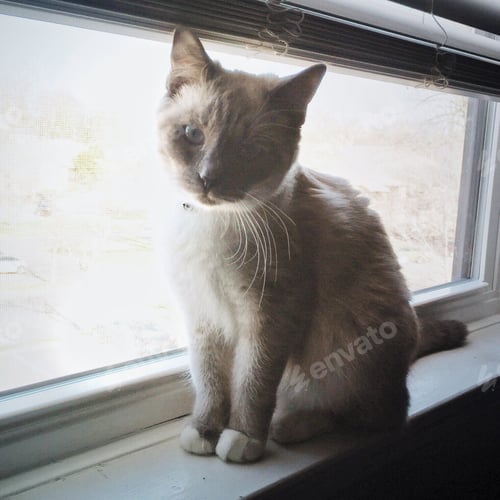 Preview: Young cat sitting on a window sill.