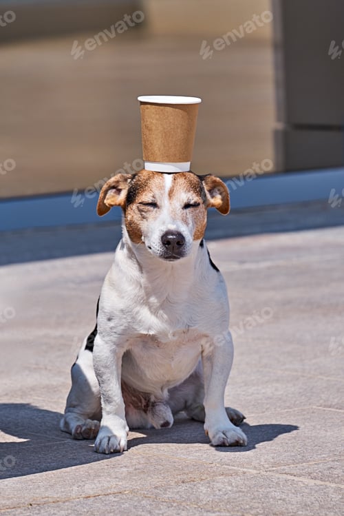 Preview: Dog sitting with cup on head, closed eyes. Unemployed beggar begs money with help of busking dog
