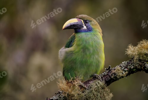 Preview: A Toucanet in Costa Rica
