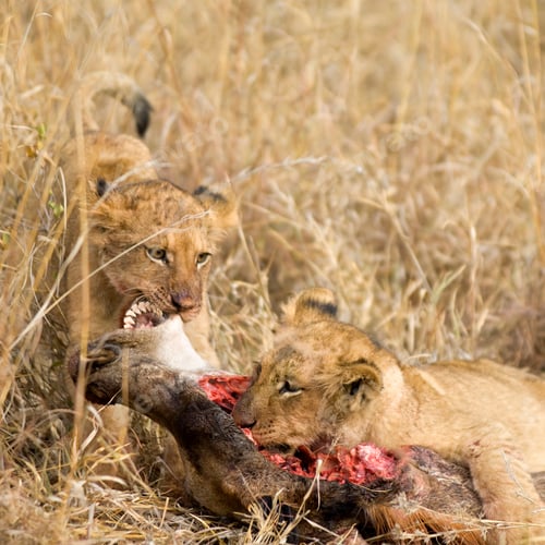 Preview: pride of lion eating