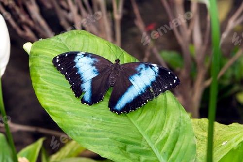 Preview: owlbutterfly