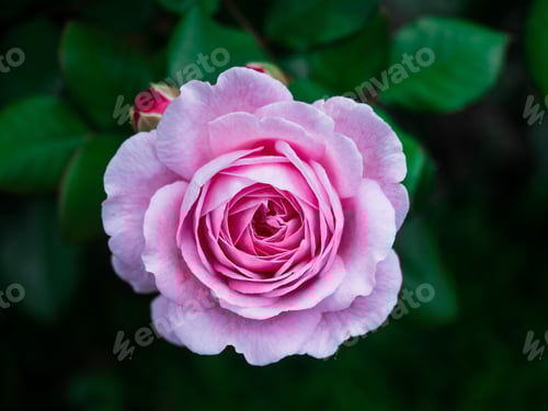 Preview: Flower background