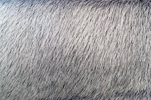 Preview: Fluffy Texture Of Fur Of Wild Animals Of Gray-Haired Color For Abstract Backgrounds