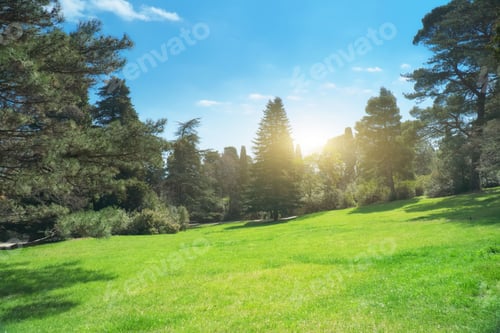 Preview: Green grass lawn