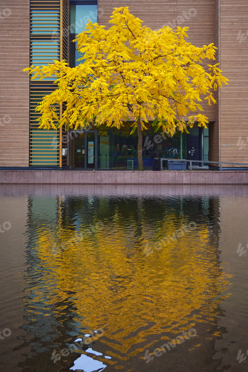 Preview: Yellow tree reflected in water.