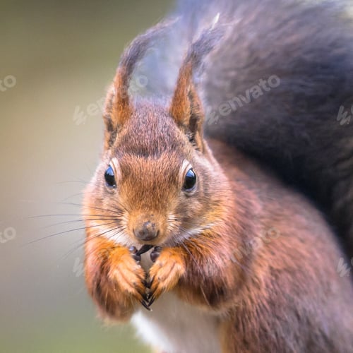 Preview: Red squirrel portrait