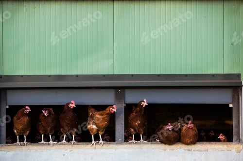 Preview: Free range chickens emerging from a hen house.