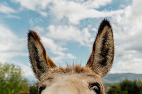 Preview: Donkey showing its big ears on a cloudy day, celebrating world donkey day