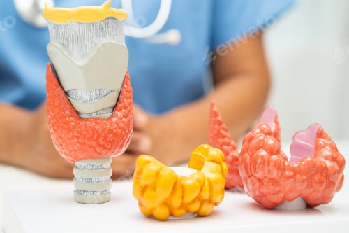 Preview: Hyperthyroidism, Overactive Thyroid, Thyroid Lymphoma, Asian doctor with thyroid gland human