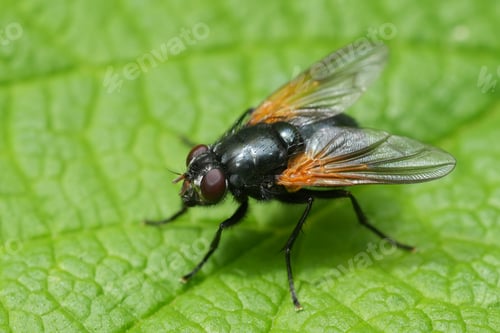 Preview: Closeup on the North-American Mesembrina latreillii fly sitting on a green leaf in Oregon