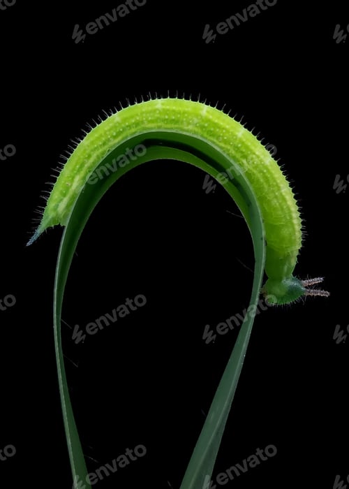 Preview: Caterpillar