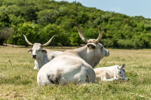 Preview: Hungarian grey cattle