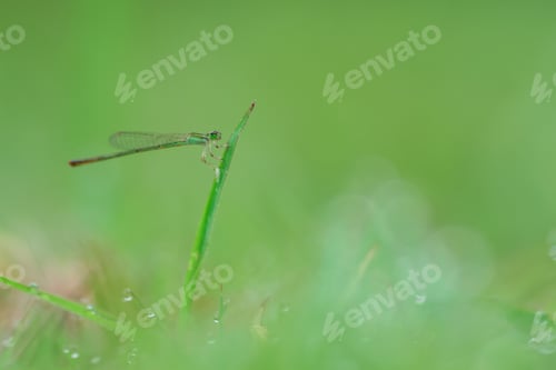 Preview: damselfly on a grass